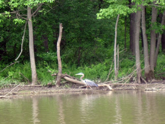 Heron on the shore